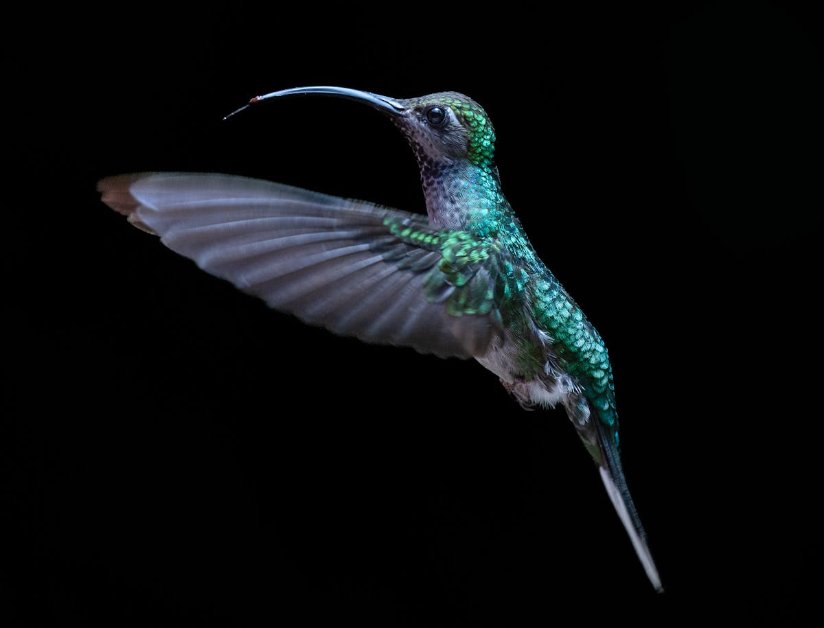 Bird Observation-Ruby-Throated Hummingbird